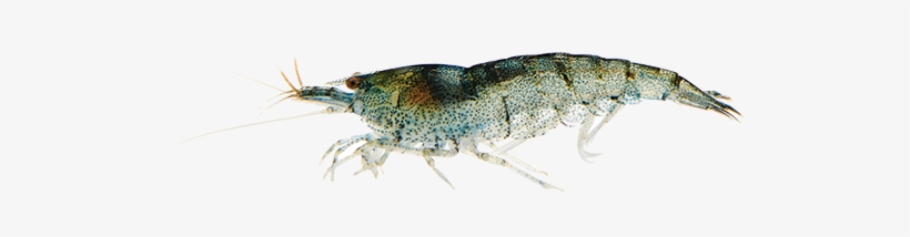 Picture Of A Freshwater Shrimp - Freshwater Shrimp, transparent png download