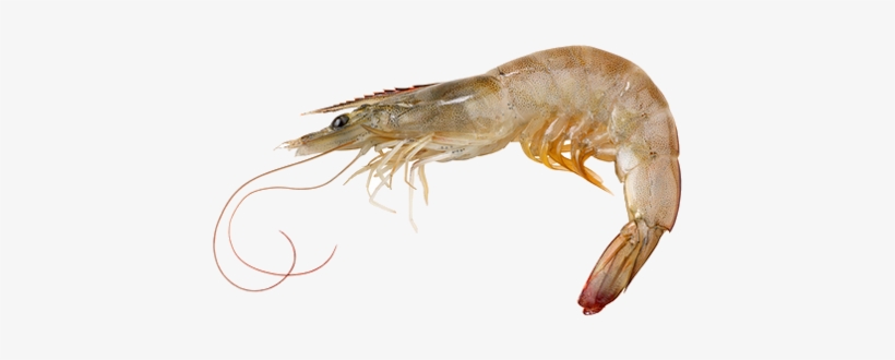 Prawn/shrimp - Vannamei - سمك الروبيان, transparent png download