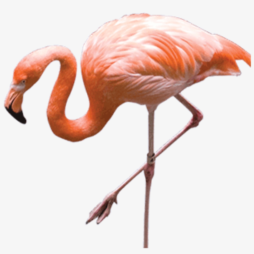 Free Png Flamingo Png Images Transparent - Flamingo Png, transparent png download