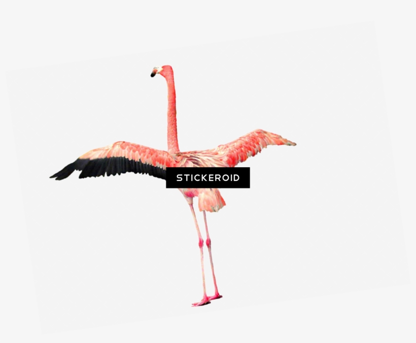 Flamingo - Greater Flamingo, transparent png download