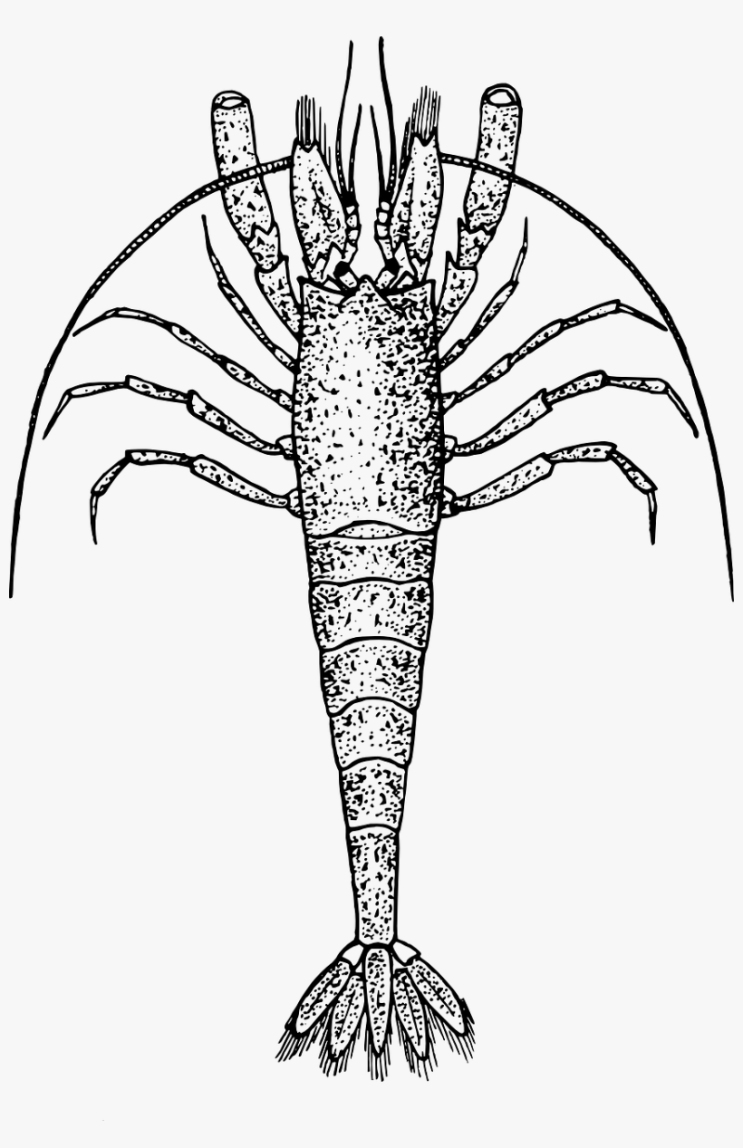 Shrimp Png Images 416 X - Zooplankton Black And White, transparent png download