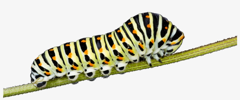 Endangered Caterpillars, transparent png download