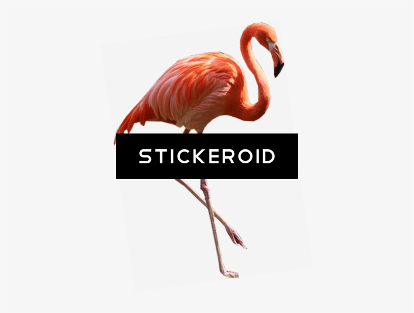 Flamingo Png, transparent png download