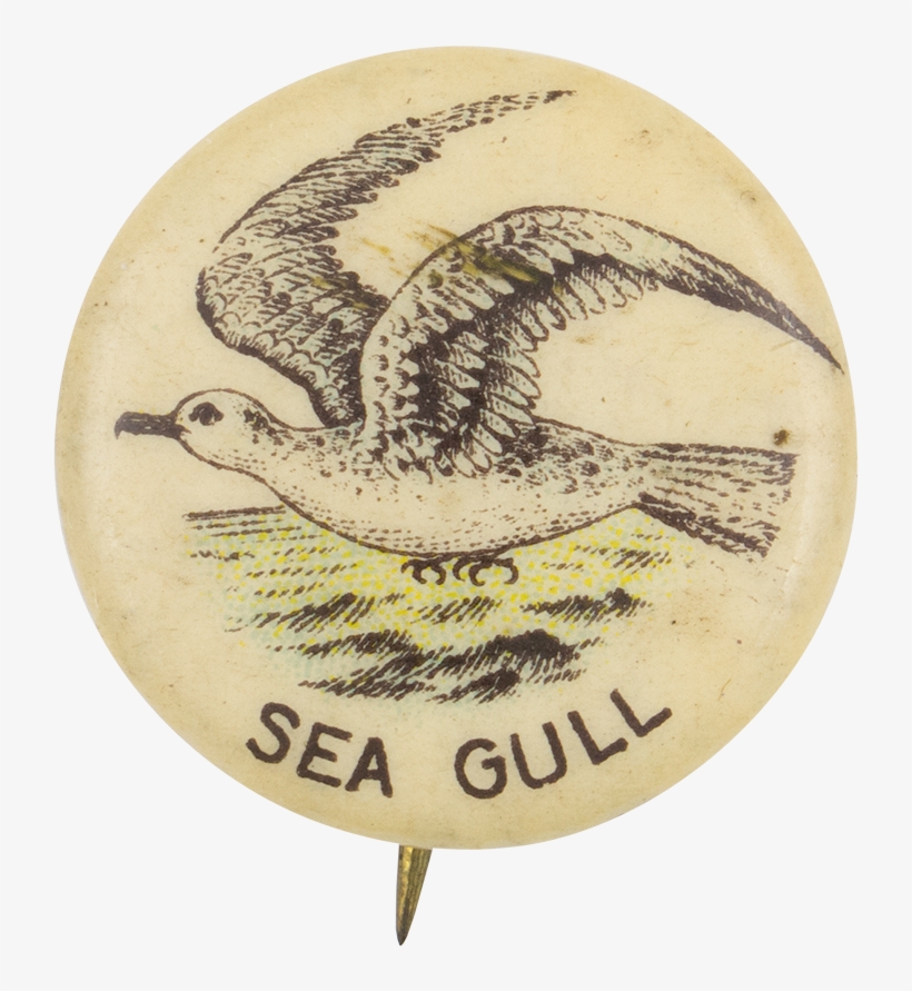 Sea Gull - Museum, transparent png download