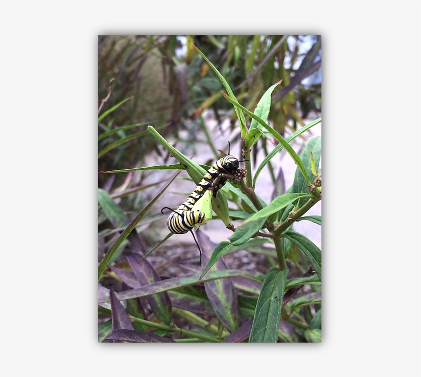 Monarch Caterpillar - Monarch Butterfly, transparent png download