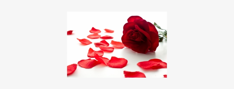 Rose Petals, transparent png download