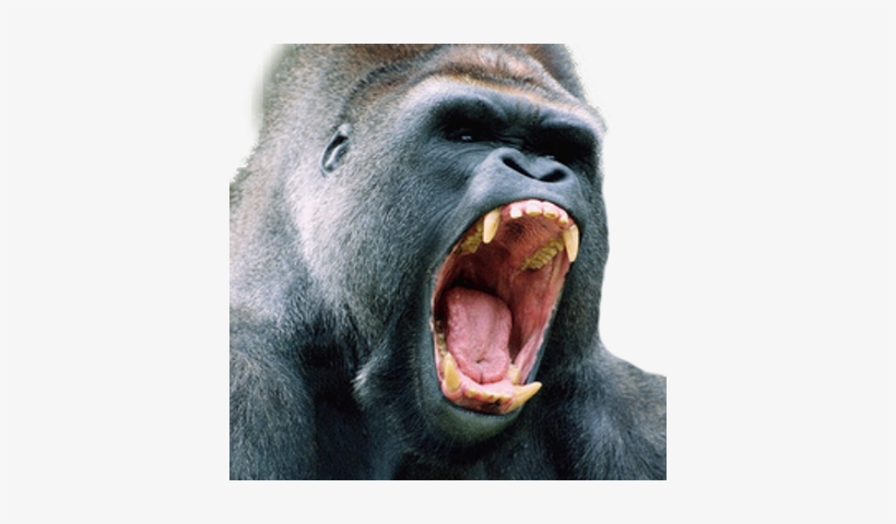 King Kong Coupons - Angry Gorilla, transparent png download