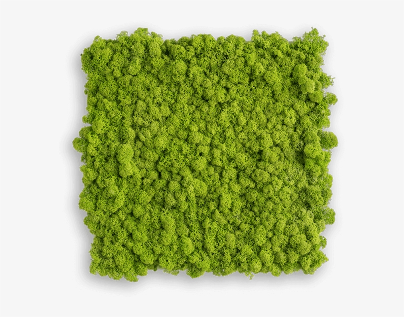 Reindeer Moss Picture - Luxor Living Teppich, transparent png download