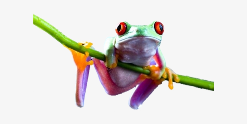 Frog Png Transparent Image - Frog Png, transparent png download