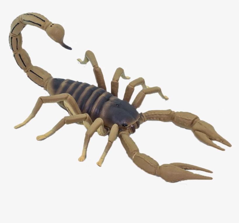 Safari Ltd, transparent png download