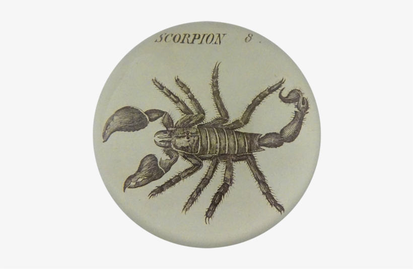 Scorpion 8 Scorpion - Crayfish, transparent png download