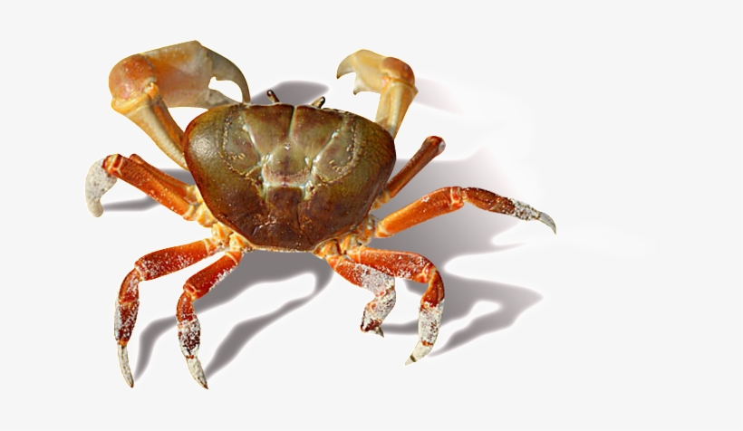 Crab Transparent - Crab, transparent png download