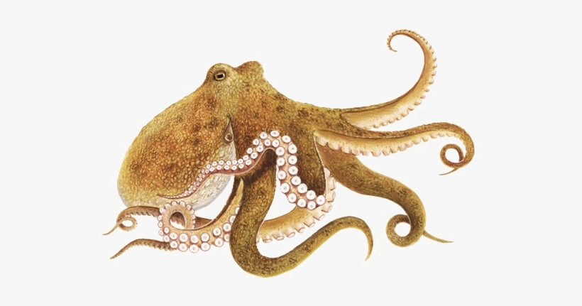 Octopus Png Picture - Octopus Png, transparent png download