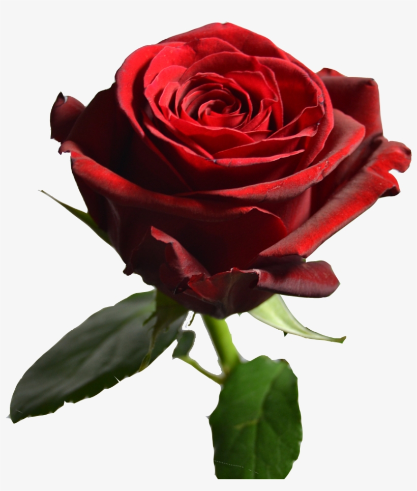 Red Paris Roses, transparent png download