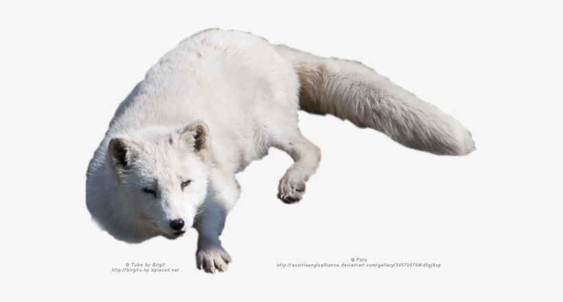 Arctic Fox Png, transparent png download