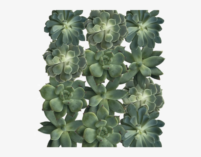 3" Diameter Succulent Cuttings In Green And Grey Tones - Succulent Plant, transparent png download