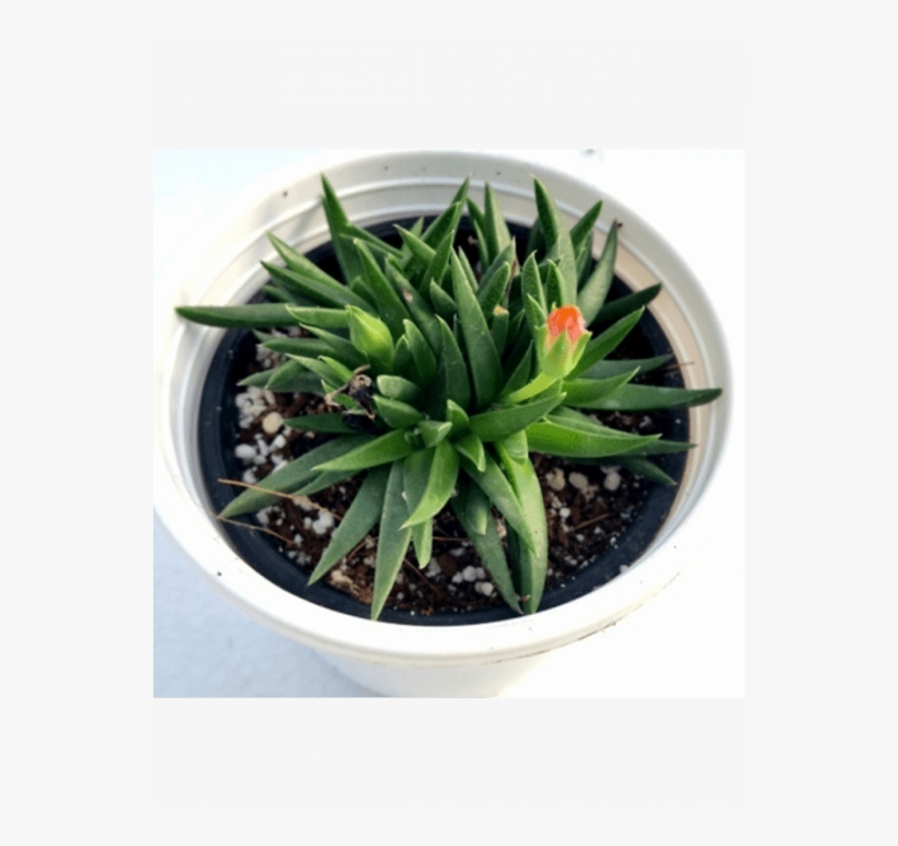 Starfish Flower Succulent Plant - Pune, transparent png download