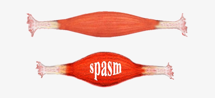 Relaxed And Spasmed - Muscle Tissue No Background, transparent png download