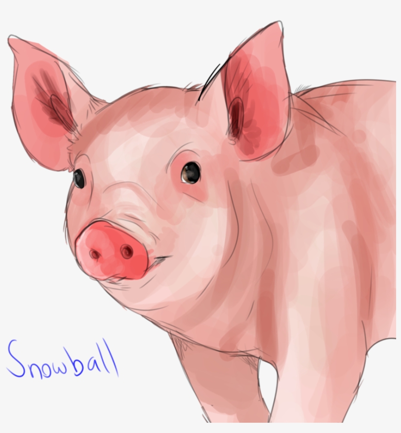11380206 - Domestic Pig, transparent png download