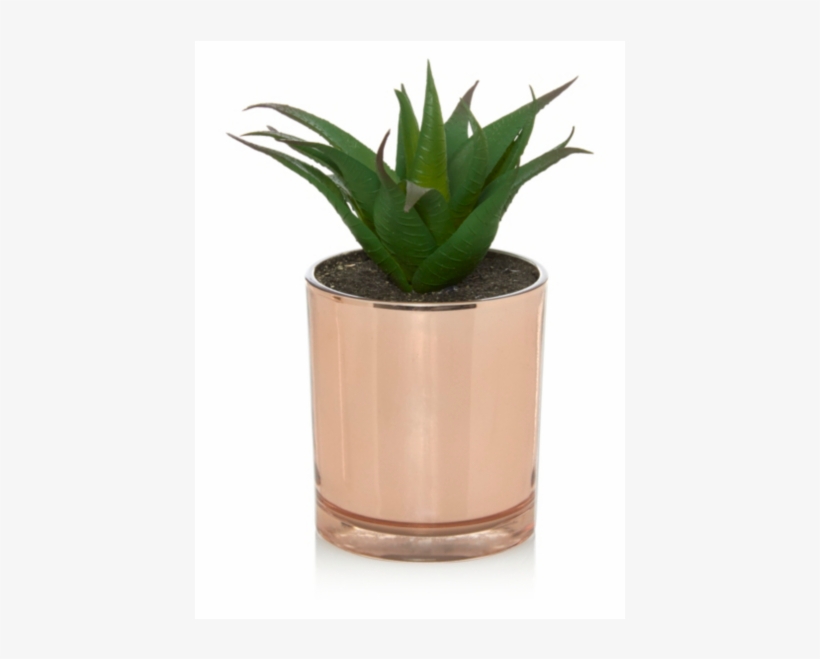 Spikey Succulent Plant In Copper Pot - Succulent In Copper Pot, transparent png download