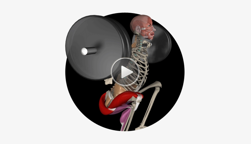 Muscle & Motion - Muscle And Motion, transparent png download