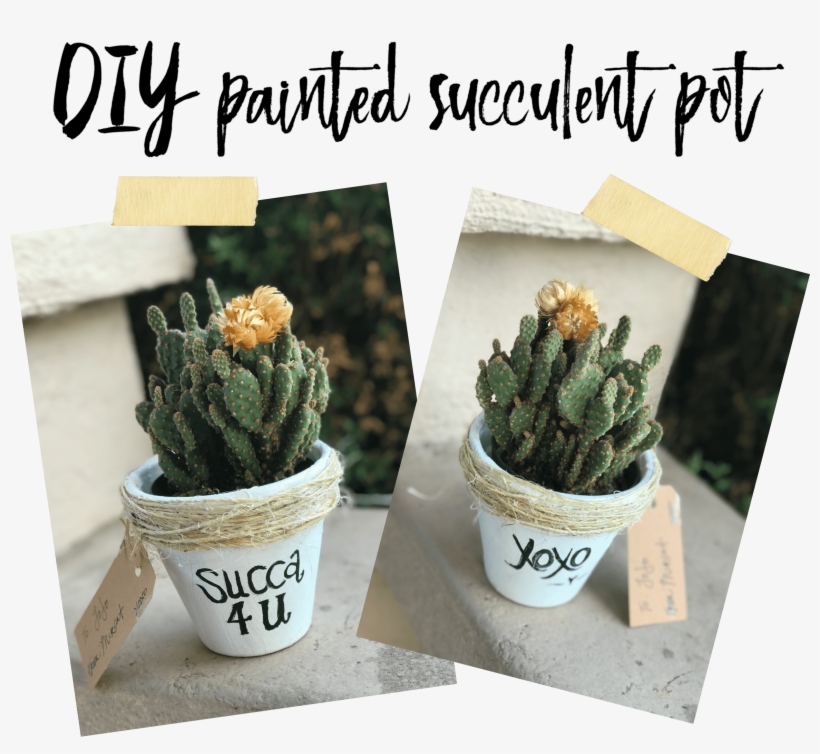 The Other Amazing Thing I Came Across- Succulent Puns - Hedgehog Cactus, transparent png download
