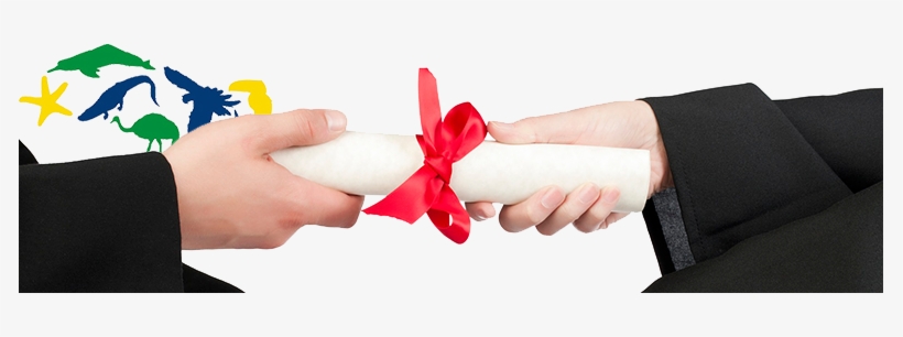Imagem De Exemplo - Degree In Hand, transparent png download