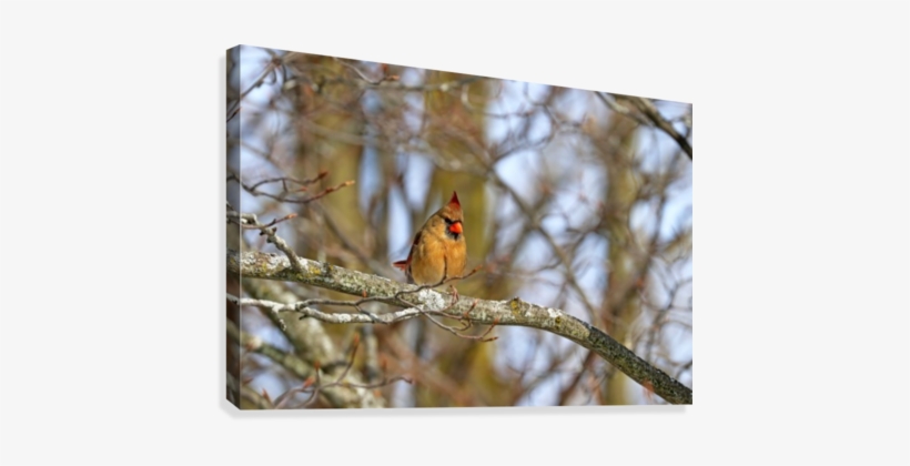 Morning Light Female Cardinal Canvas Print - Goldfinch, transparent png download