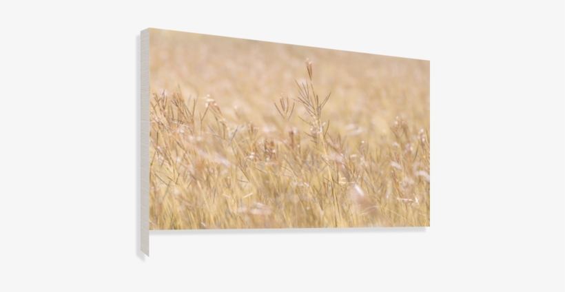 Died Grass In Field Canvas Print - Grass, transparent png download