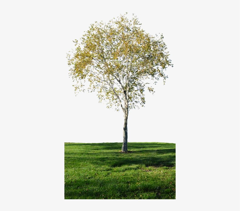 Photograph, transparent png download