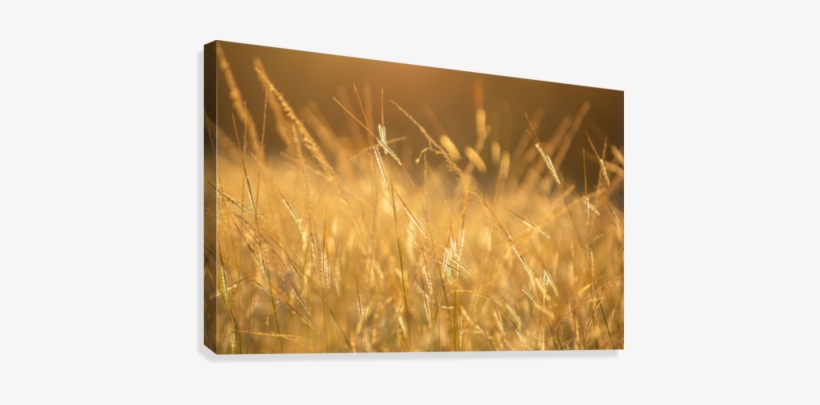 Golden Hour And Grass Field Canvas Print - Canvas Print, transparent png download