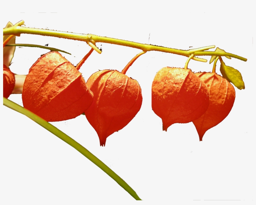 Chinese Lantern Flowers Png Image File - Seeds And Things 50 + Seeds, Chinese Lantern (physalis, transparent png download