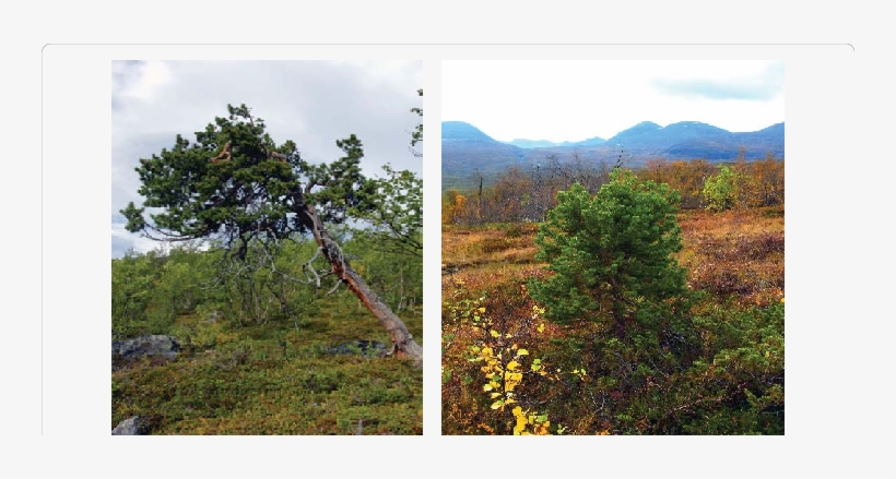 Right Young Pine, - Mexican Pinyon, transparent png download