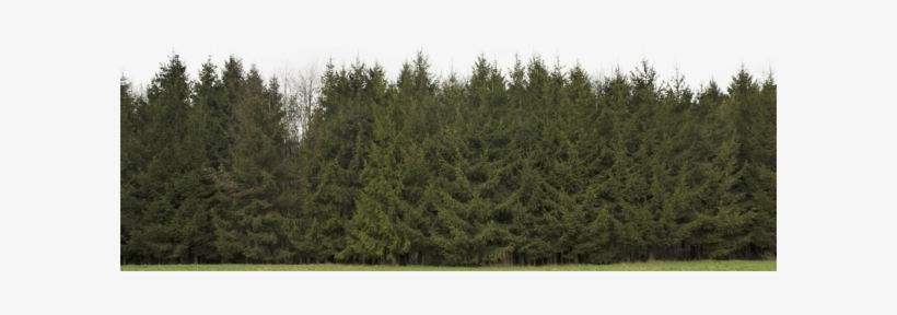 Plants, transparent png download