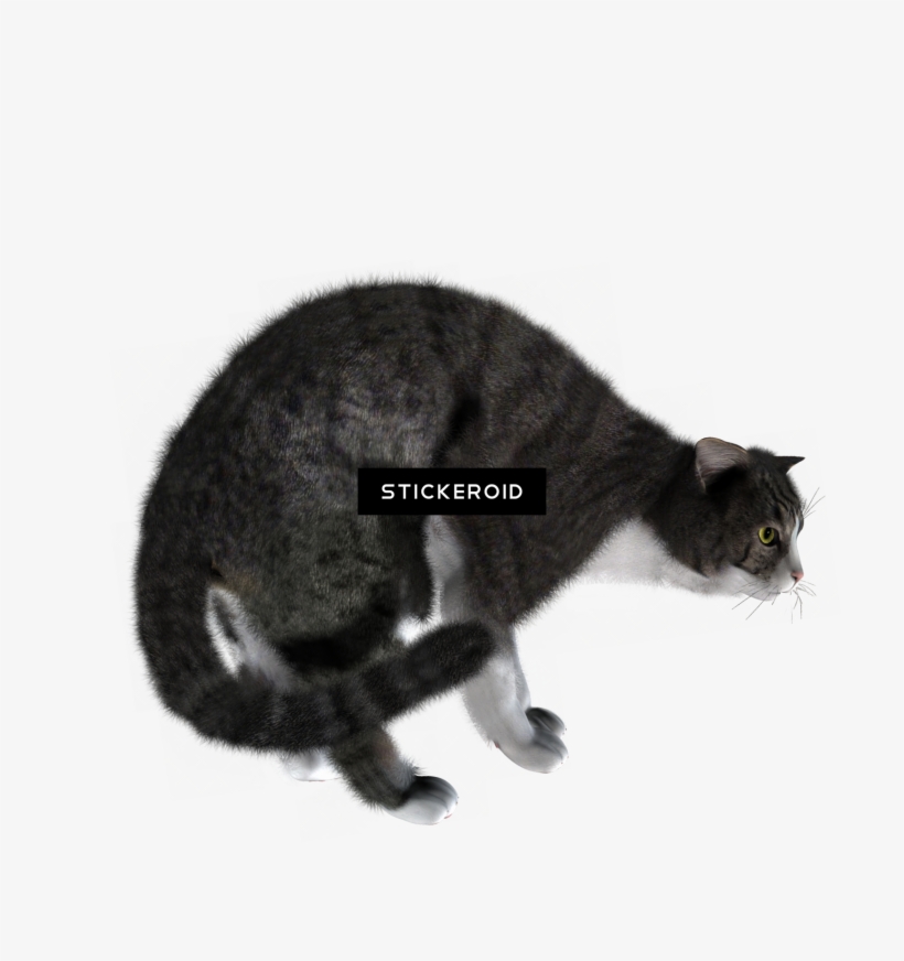Cat Cats - Gioco Per Gatti 25 Cm Acchiappa Il Topo Duplice Funzione, transparent png download