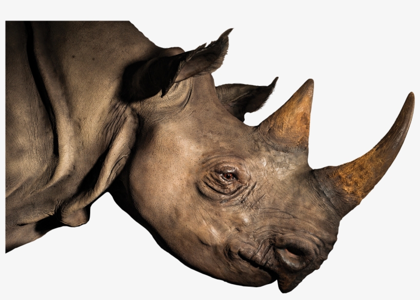 Rhinoceros Horn Elephant Loveliveserve - Rhinoceros Head Png, transparent png download