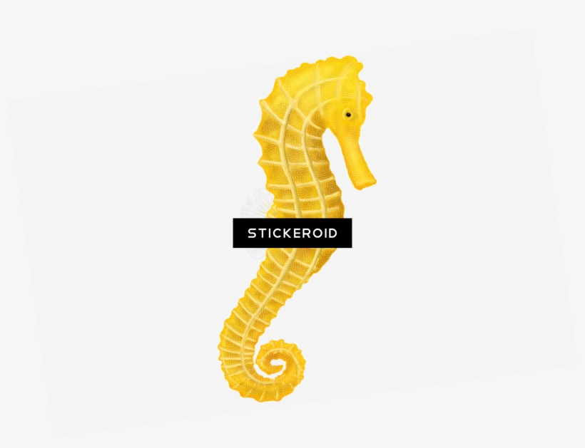 Seahorse - Northern Seahorse, transparent png download