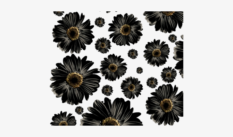 Fuchsia Daisies, transparent png download