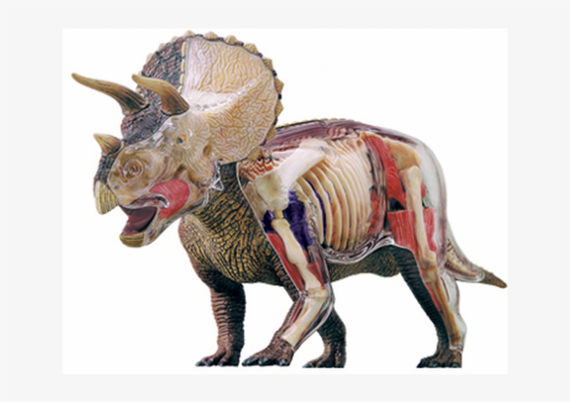 Deluxe Triceratops Anatomy Model - 4d Master Triceratops Anatomy Model, transparent png download