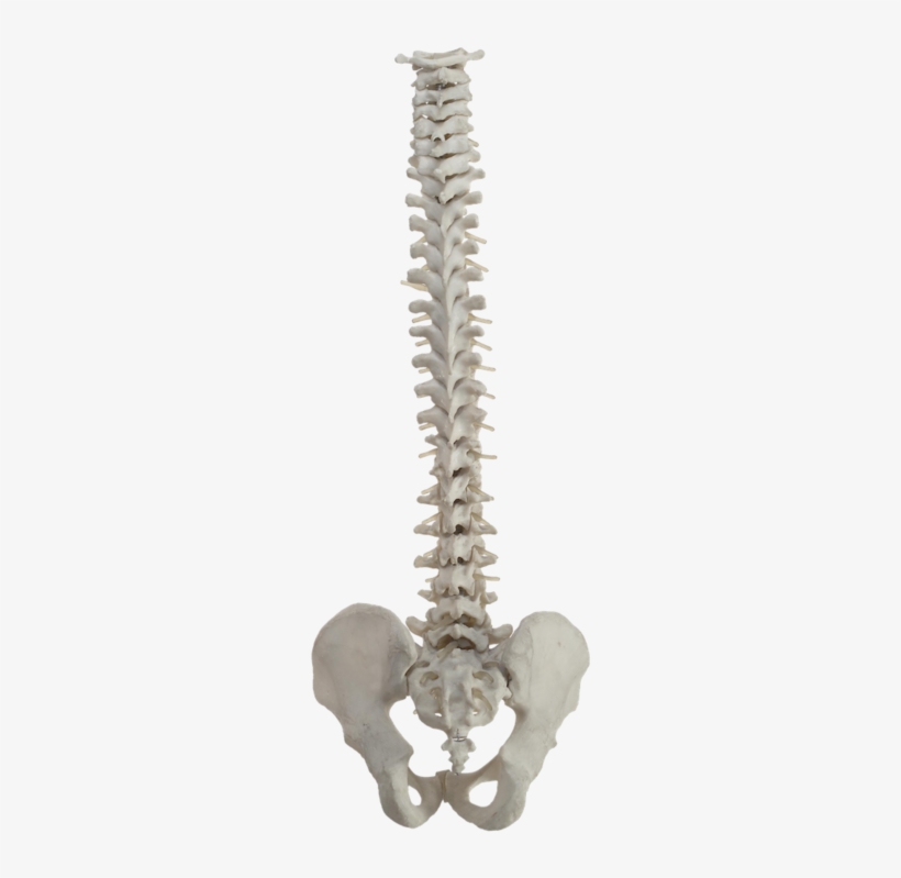 That Involves A Great Deal Of Rotationand That Rotation - Wallet In Back Pocket Back Pain, transparent png download