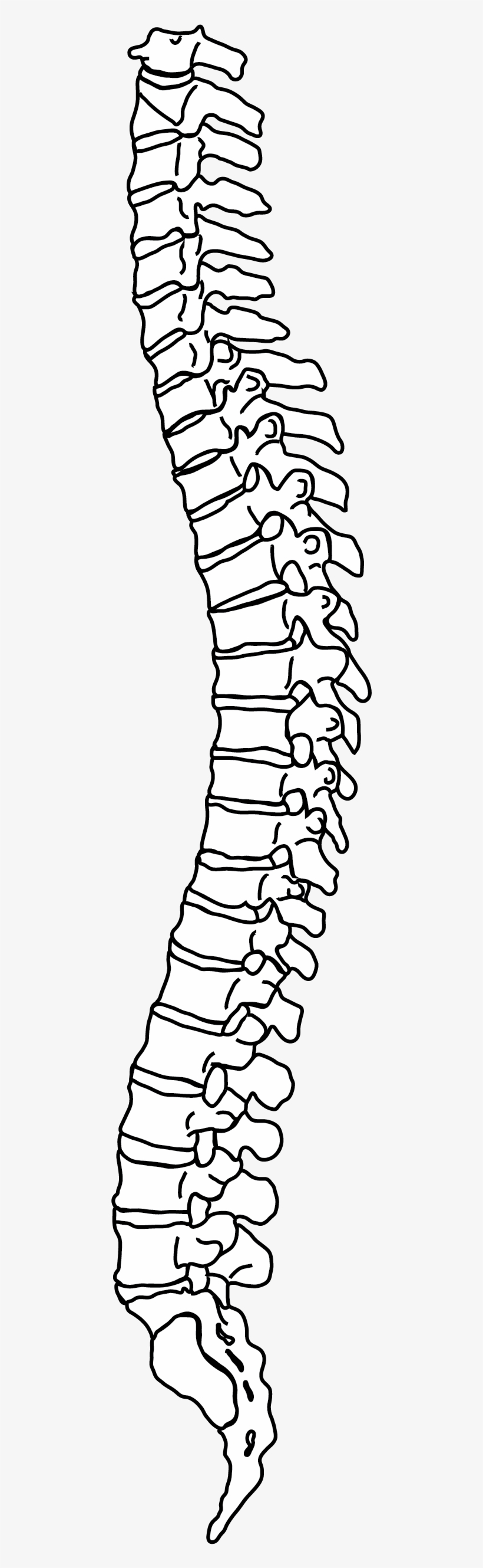 Newbie Please Help Going Crazy [archive] - Dibujo De La Columna Vertebral, transparent png download