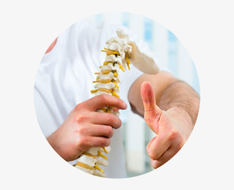Chiropractic Spine Png - Physical Therapy, transparent png download