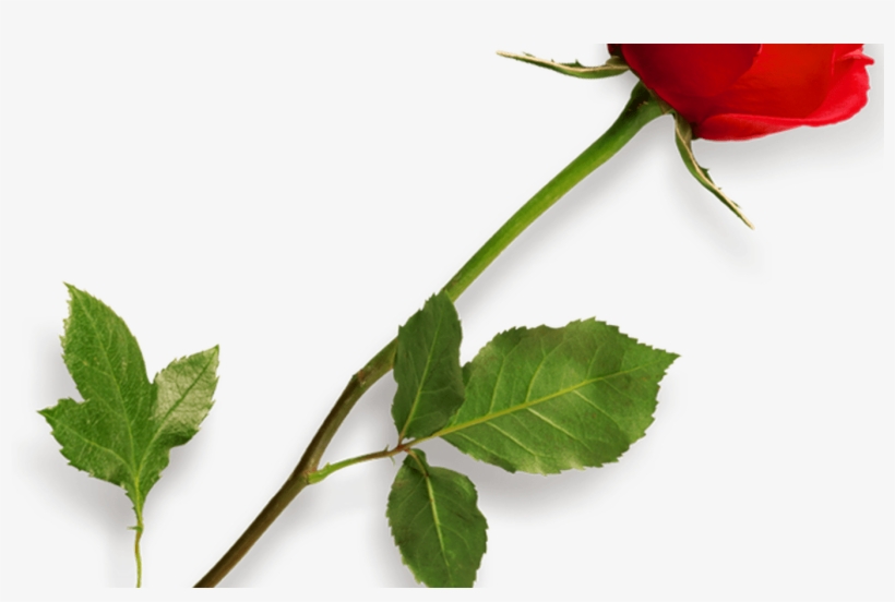 Rose Png Hd Png Mart - Long Stem Rose Png, transparent png download