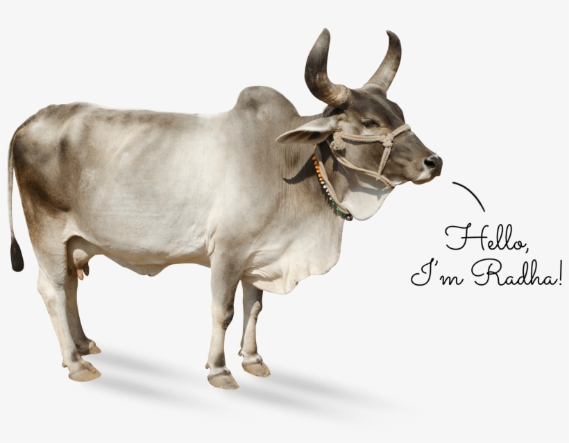 Cow-kankrej - Kankrej, transparent png download