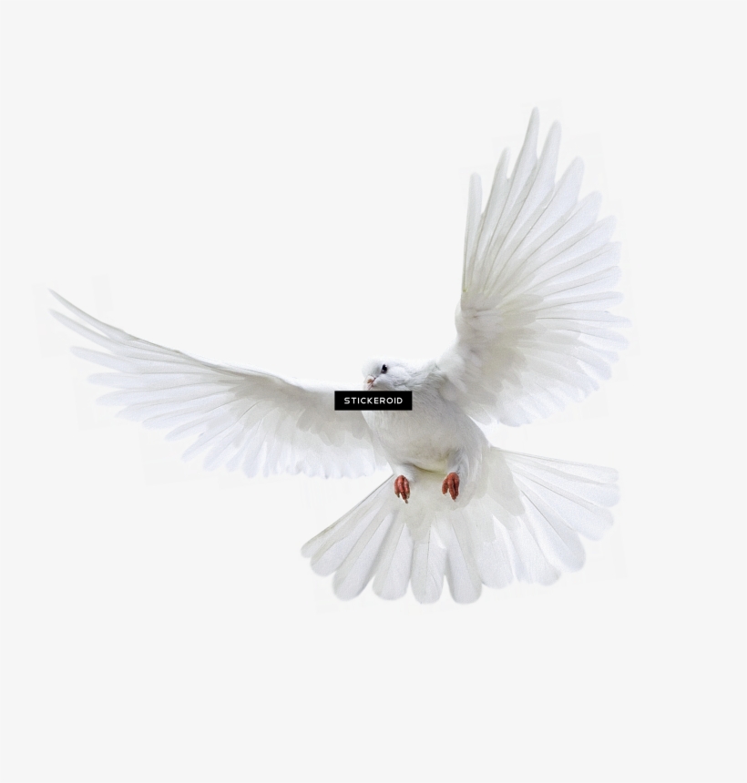 Pigeon Голубь - Divine Intervention: Devotional Journal [book], transparent png download