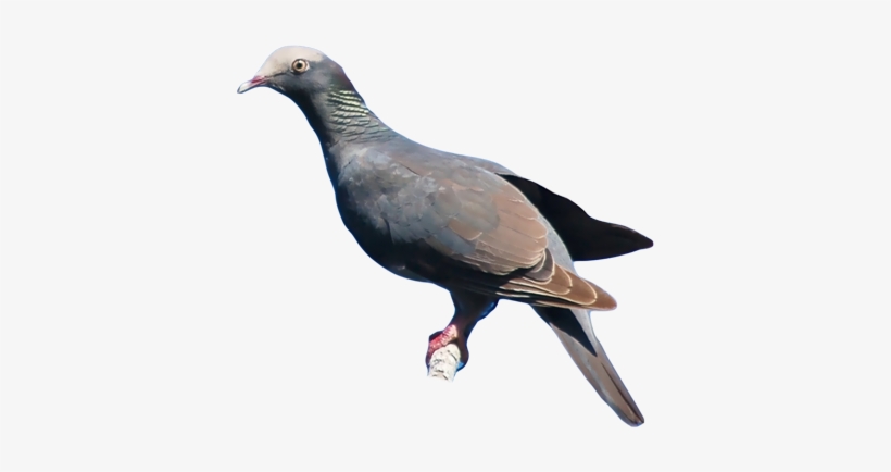 White-crowned Pigeon - Rock Dove, transparent png download