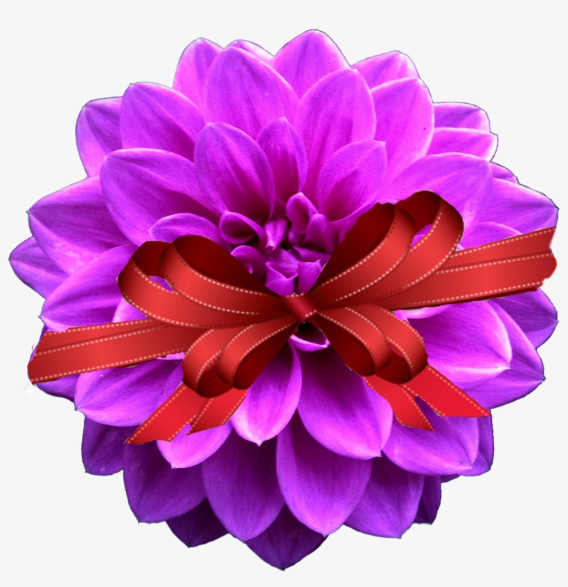 Special - Георгин Png, transparent png download