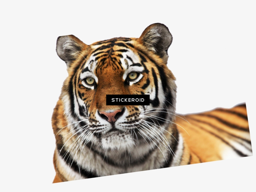 Tiger Тигр - Dartmoor Zoological Park, transparent png download