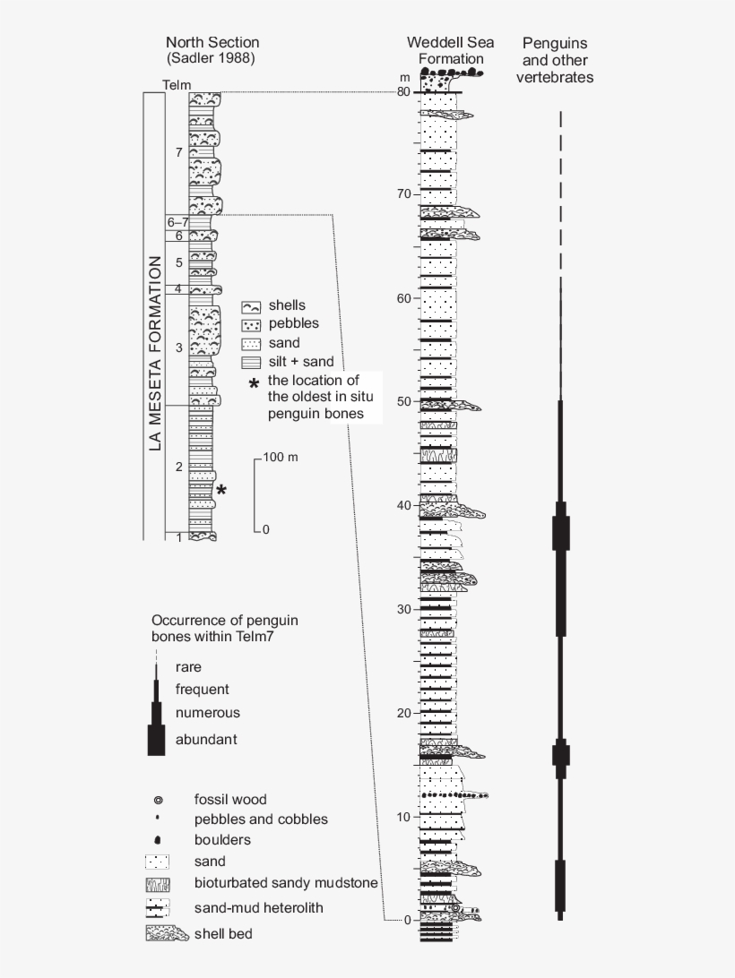 The Rock Column Of The La Meseta Formation Showing - Diagram, transparent png download