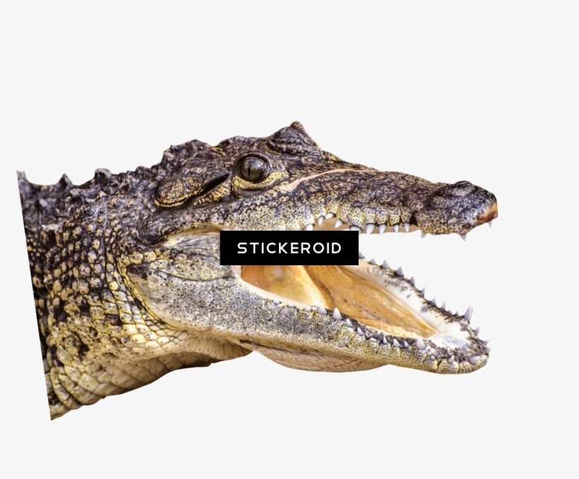 Crocodile - American Crocodile, transparent png download
